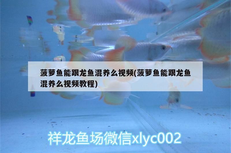 家用魚缸怎么安裝氧氣（家用魚缸怎么安裝氧氣泵）