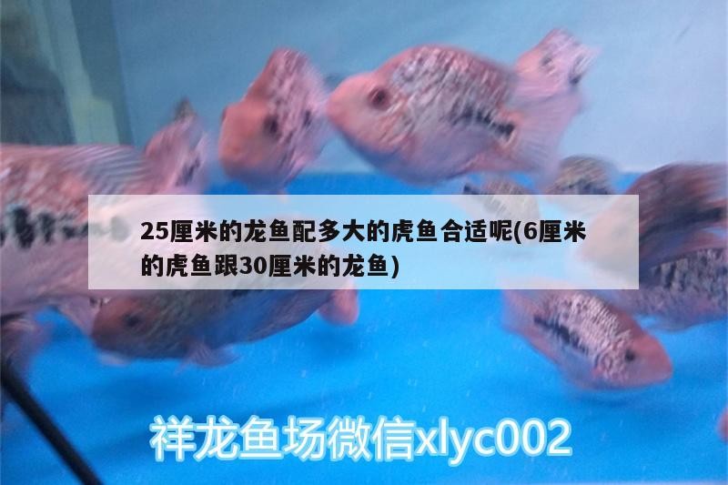 25厘米的龍魚配多大的虎魚合適呢(6厘米的虎魚跟30厘米的龍魚)