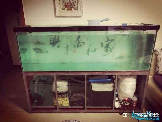 玻璃魚缸能用幾年：如何判斷玻璃魚缸是否需要更換