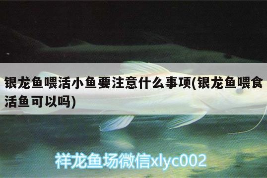 銀龍魚喂活小魚要注意什么事項(銀龍魚喂食活魚可以嗎) 銀龍魚喂活小魚要注意什么事項(銀龍魚喂食活魚可以嗎) 銀龍魚百科