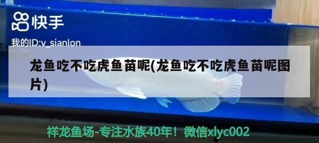 龍魚吃不吃虎魚苗呢(龍魚吃不吃虎魚苗呢圖片)