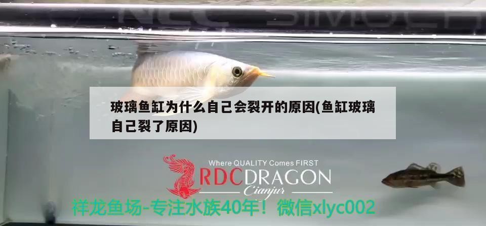 玻璃魚缸為什么自己會裂開的原因(魚缸玻璃自己裂了原因) 玻璃魚缸為什么自己會裂開的原因(魚缸玻璃自己裂了原因) 森森魚缸