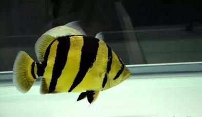 虎魚花紋褪色什么原因：虎魚花紋褪色什么原因虎魚花紋褪色什么原因 虎魚花紋褪色什么原因：虎魚花紋褪色什么原因虎魚花紋褪色什么原因 虎魚百科 第3張