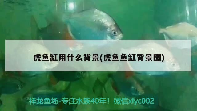 飼料 虎魚缸用什么背景(虎魚魚缸背景圖) 虎魚百科 虎魚缸用什么背景(虎魚魚缸背景圖) 虎魚缸用什么背景(虎魚魚缸背景圖) 虎魚百科