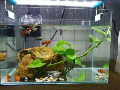 大魚水族魚缸養什么魚好看又好養：適合在大魚水族魚缸中飼養的美觀且易于養護的魚類 大魚水族魚缸養什么魚好看又好養：適合在大魚水族魚缸中飼養的美觀且易于養護的魚類 魚缸百科 第3張