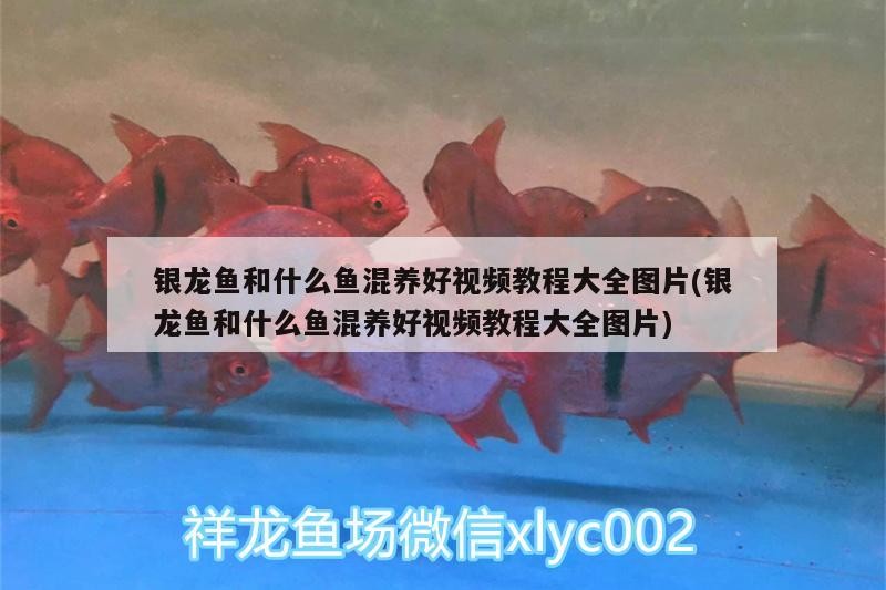 銀龍魚和什么魚混養好視頻教程大全圖片(銀龍魚和什么魚混養好視頻教程大全圖片)