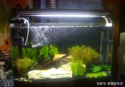 側(cè)濾魚(yú)缸魚(yú)屎怎么過(guò)濾：側(cè)濾魚(yú)缸中的魚(yú)屎過(guò)濾可以通過(guò)以下幾種方法操作 側(cè)濾魚(yú)缸魚(yú)屎怎么過(guò)濾：側(cè)濾魚(yú)缸中的魚(yú)屎過(guò)濾可以通過(guò)以下幾種方法操作 魚(yú)缸百科 第1張