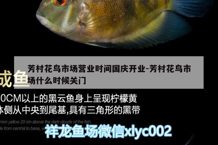 芳村花鳥(niǎo)市場(chǎng)營(yíng)業(yè)時(shí)間國(guó)慶開(kāi)業(yè):芳村花鳥(niǎo)市場(chǎng)什么時(shí)候關(guān)門