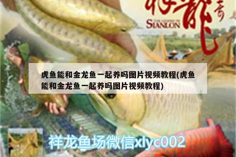 虎魚能和金龍魚一起養嗎圖片視頻教程(虎魚能和金龍魚一起養嗎圖片視頻教程)