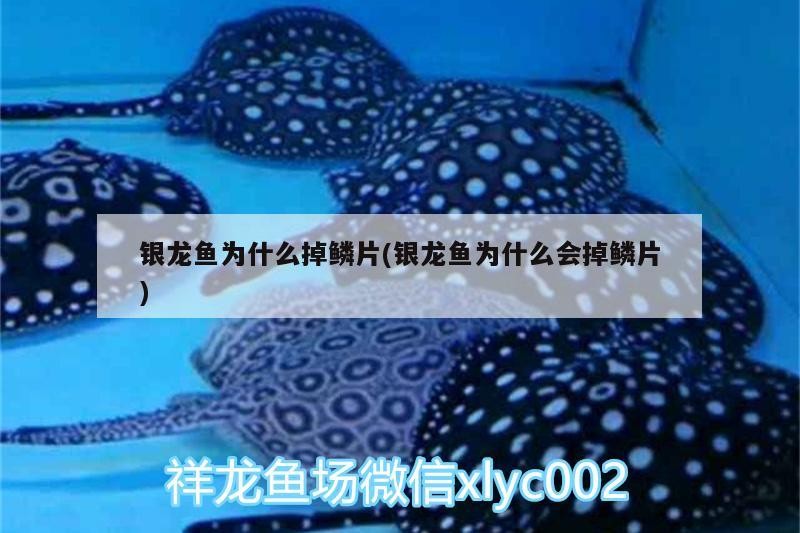 銀龍魚為什么掉鱗片(銀龍魚為什么會掉鱗片) 銀龍魚為什么掉鱗片(銀龍魚為什么會掉鱗片) 銀龍魚百科