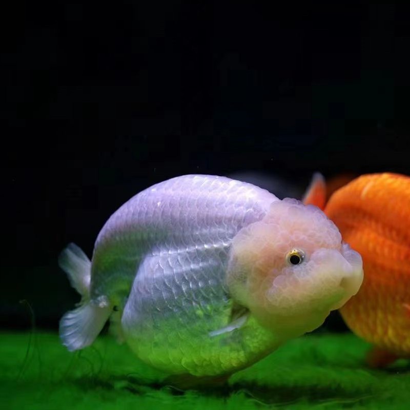 賽級金魚多少錢 賽級金魚多少錢 龍魚百科 第6張
