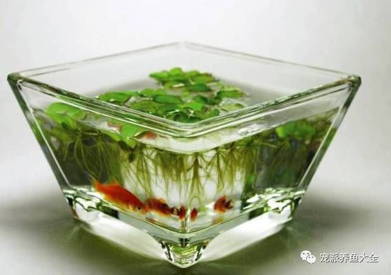 大型魚缸怎么清洗水垢：如何使用鹽和檸檬酸清洗大型魚缸水垢？