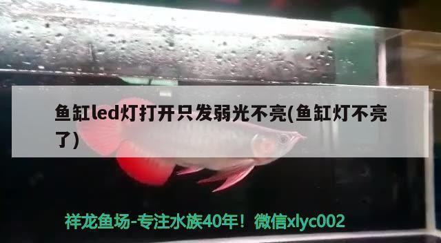 魚缸過濾器品牌選擇哪個(魚缸過濾器哪個牌子好)
