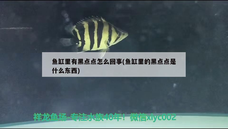 飼料 魚缸里有黑點點怎么回事(魚缸里的黑點點是什么東西) 森森魚缸 魚缸里有黑點點怎么回事(魚缸里的黑點點是什么東西) 魚缸里有黑點點怎么回事(魚缸里的黑點點是什么東西) 森森魚缸