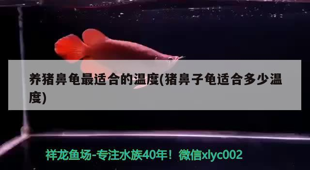 養豬鼻龜最適合的溫度(豬鼻子龜適合多少溫度)