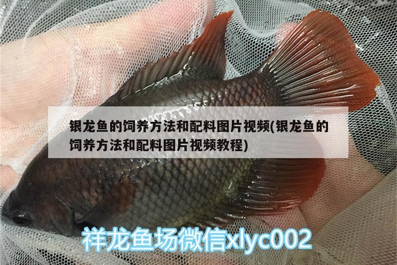 銀龍魚的飼養方法和配料圖片視頻(銀龍魚的飼養方法和配料圖片視頻教程)