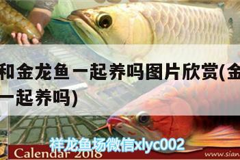 虎魚能和金龍魚一起養嗎圖片欣賞(金龍和虎魚可以一起養嗎)