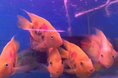 財神鸚鵡魚怎么挑選好的魚缸
