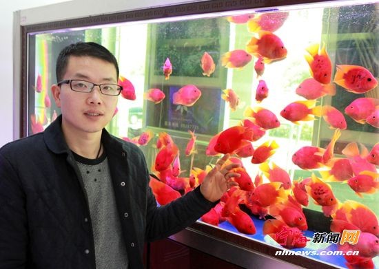 馬來西亞紅龍魚怎么樣養殖：如何養殖馬來西亞紅龍魚