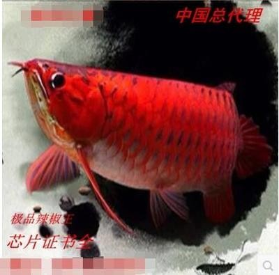 紅龍魚(yú)賽級(jí)算什么種類(lèi)