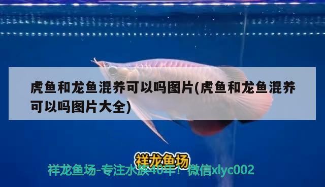 虎魚和龍魚混養可以嗎圖片(虎魚和龍魚混養可以嗎圖片大全)
