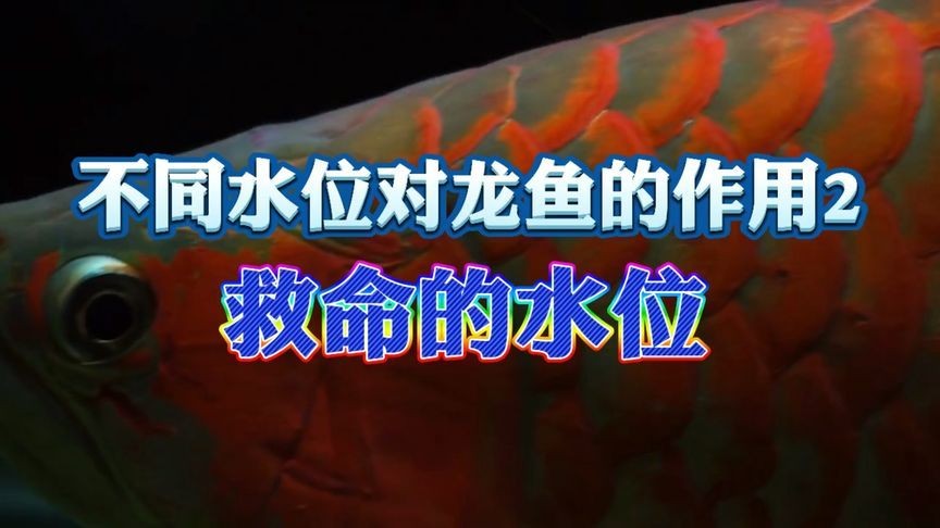 紅龍魚水位要多高：紅龍魚水位管理技巧,紅龍魚適宜水位高度