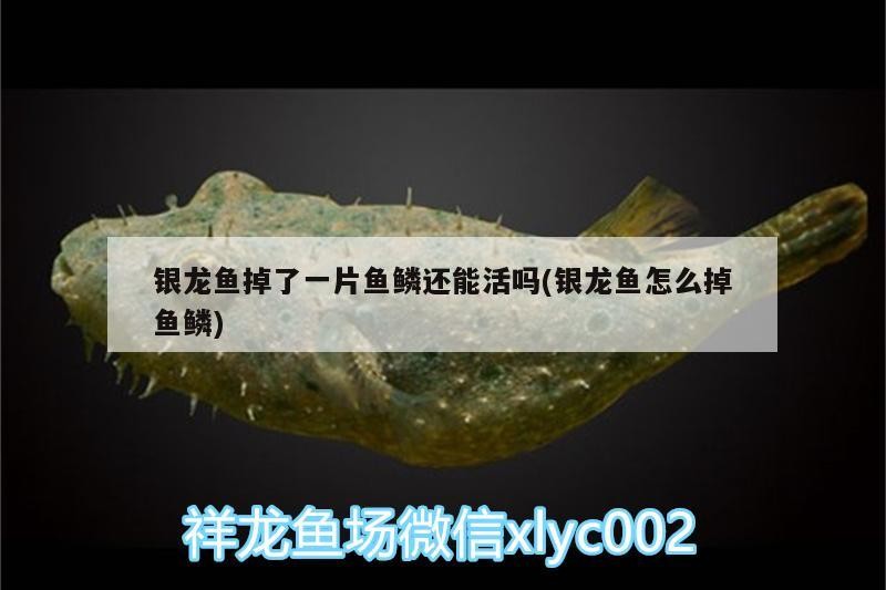 銀龍魚掉了一片魚鱗還能活嗎(銀龍魚怎么掉魚鱗) 銀龍魚掉了一片魚鱗還能活嗎(銀龍魚怎么掉魚鱗) 銀龍魚百科