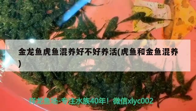 金龍魚虎魚混養好不好養活(虎魚和金魚混養) 金龍魚虎魚混養好不好養活(虎魚和金魚混養) 虎魚百科