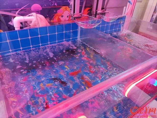 附近的魚缸店100米內(nèi)