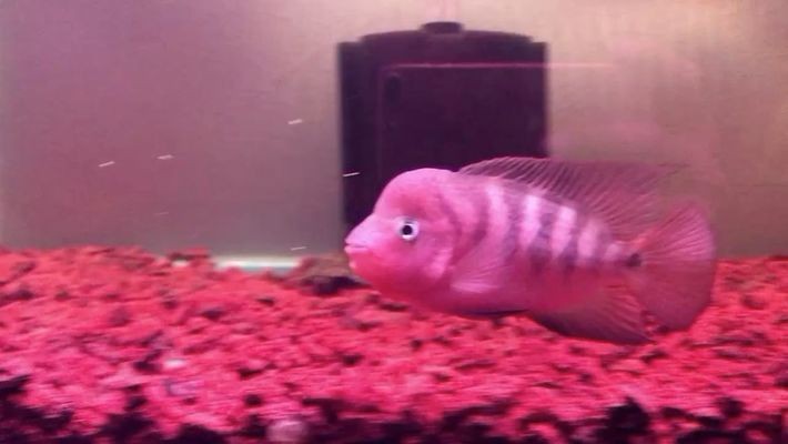 魚缸過濾器選購指南:自制魚缸過濾器魚缸上置過濾器對于養(yǎng)魚愛好者的必備知識 銀龍趴在魚缸底部(銀龍趴在魚缸底部怎么辦) 博特水族 銀龍趴在魚缸底部(銀龍趴在魚缸底部怎么辦) 銀龍趴在魚缸底部(銀龍趴在魚缸底部怎么辦) 博特水族