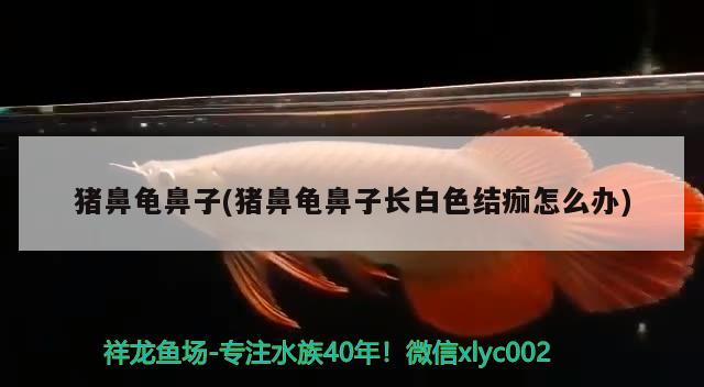 豬鼻龜鼻子(豬鼻龜鼻子長白色結(jié)痂怎么辦)