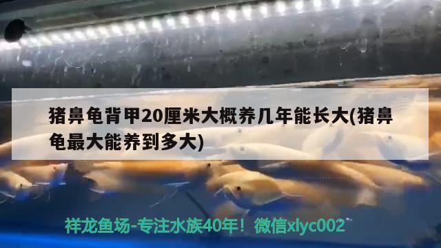 豬鼻龜背甲20厘米大概養(yǎng)幾年能長(zhǎng)大(豬鼻龜最大能養(yǎng)到多大)