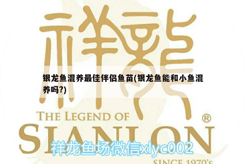 虎魚 銀龍魚混養(yǎng)最佳伴侶魚苗(銀龍魚能和小魚混養(yǎng)嗎?) 銀龍魚百科 銀龍魚混養(yǎng)最佳伴侶魚苗(銀龍魚能和小魚混養(yǎng)嗎?) 銀龍魚混養(yǎng)最佳伴侶魚苗(銀龍魚能和小魚混養(yǎng)嗎?) 銀龍魚百科