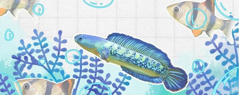 鬼王雷龍魚怎么養