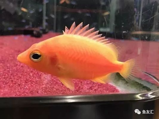 白化黃虎魚是一種非常罕見的變異品種，它們的價值高達100萬：白化黃虎魚是一種變異品種嗎？ 白化黃虎魚是一種非常罕見的變異品種，它們的價值高達100萬：白化黃虎魚是一種變異品種嗎？ 虎魚百科 第1張