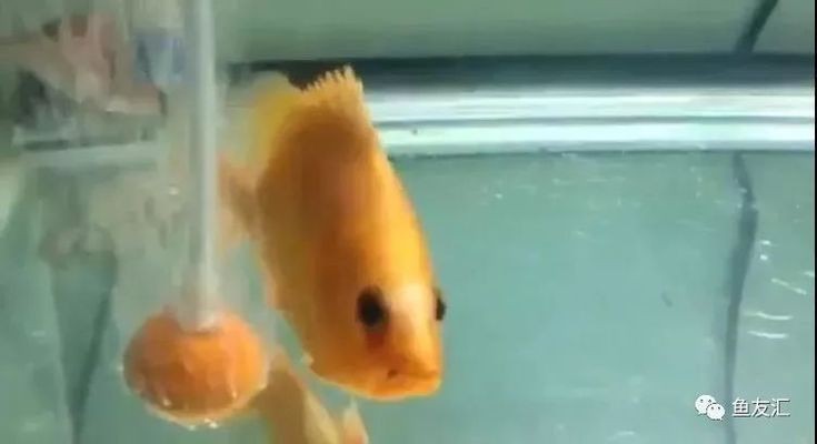 白化黃虎魚是一種非常罕見的變異品種，它們的價值高達100萬：白化黃虎魚是一種變異品種嗎？ 白化黃虎魚是一種非常罕見的變異品種，它們的價值高達100萬：白化黃虎魚是一種變異品種嗎？ 虎魚百科 第3張