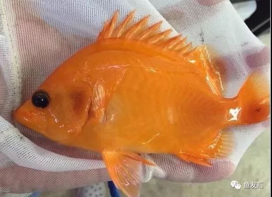 白化黃虎魚是一種非常罕見的變異品種，它們的價值高達100萬：白化黃虎魚是一種變異品種嗎？ 白化黃虎魚是一種非常罕見的變異品種，它們的價值高達100萬：白化黃虎魚是一種變異品種嗎？ 虎魚百科 第4張