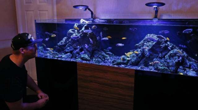 慈鯛魚缸造景：慈鯛魚缸的造景指南