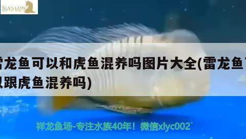 雷龍魚可以和虎魚混養嗎圖片大全(雷龍魚可以跟虎魚混養嗎)