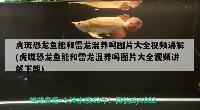 紅龍魚和虎魚混養(yǎng)好不好呀圖片(虎魚和紅龍可以一起養(yǎng)嗎)