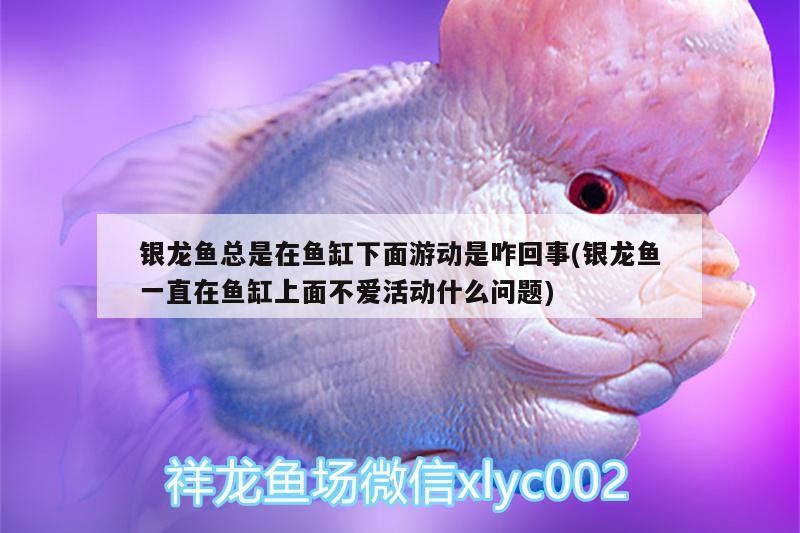 哪些魚對鹽敏感，哪些魚對鹽敏感，你知道嗎