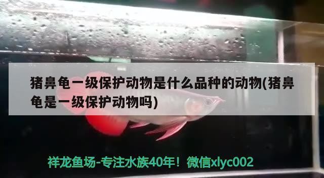 豬鼻龜一級(jí)保護(hù)動(dòng)物是什么品種的動(dòng)物(豬鼻龜是一級(jí)保護(hù)動(dòng)物嗎) 豬鼻龜一級(jí)保護(hù)動(dòng)物是什么品種的動(dòng)物(豬鼻龜是一級(jí)保護(hù)動(dòng)物嗎) 豬鼻龜百科