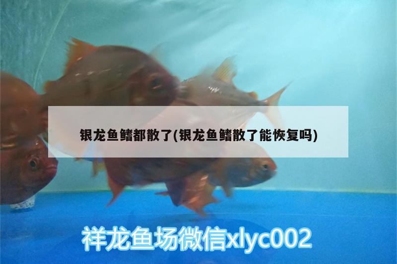 銀龍魚鰭都散了(銀龍魚鰭散了能恢復(fù)嗎)