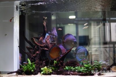 1米2的魚缸適合養多少條魚：1米2的魚缸適合養多少條魚，魚缸適合養多少條魚嗎