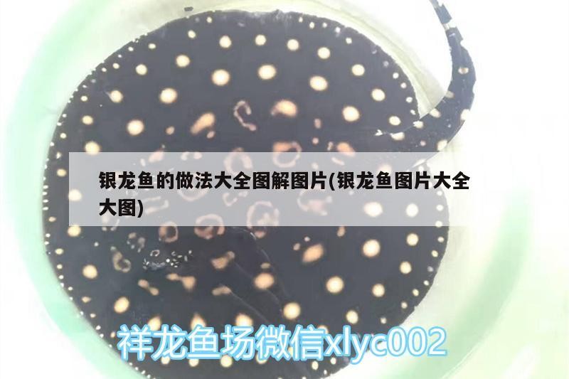 金龍魚怎么用燈光（如何通過調整燈光來模擬金龍魚的自然生活環境？）