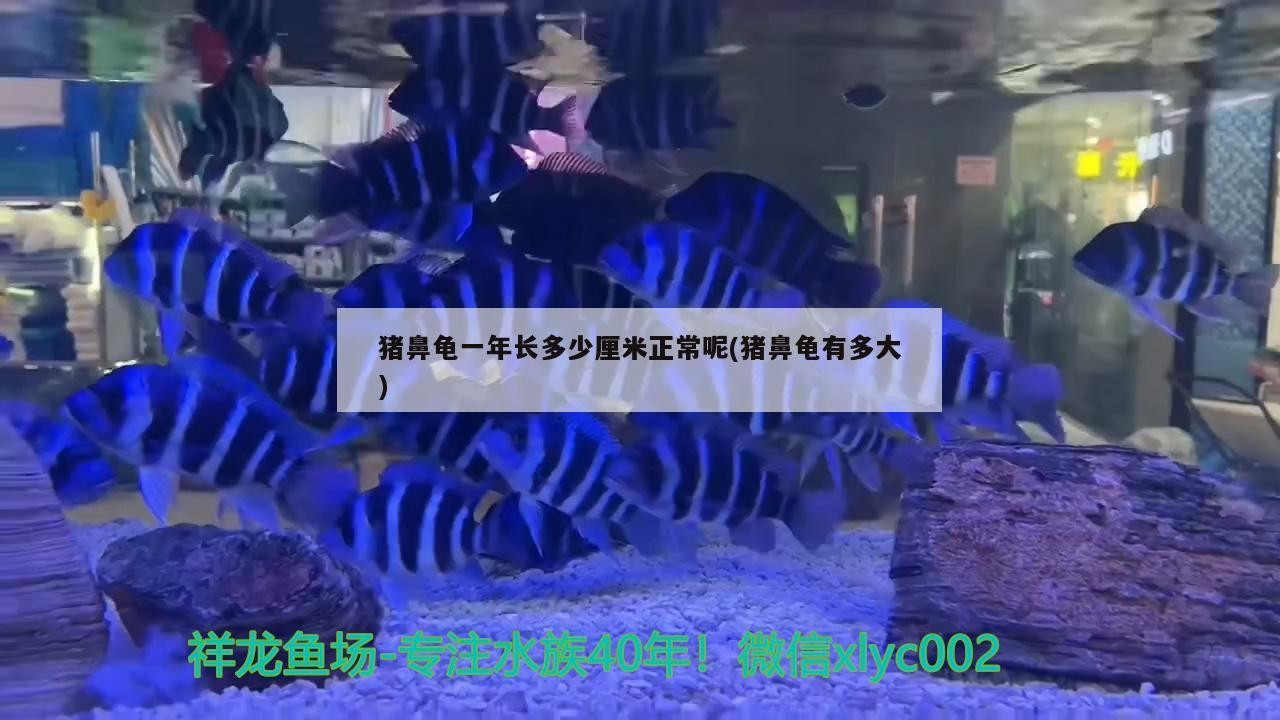 豬鼻龜一年長多少厘米正常呢(豬鼻龜有多大) 豬鼻龜一年長多少厘米正常呢(豬鼻龜有多大) 豬鼻龜百科