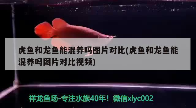 虎魚和龍魚能混養嗎圖片對比(虎魚和龍魚能混養嗎圖片對比視頻)