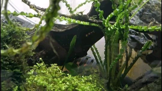 斗魚水位要多少魚缸要多大 斗魚水位要多少魚缸要多大 魟魚百科 第2張
