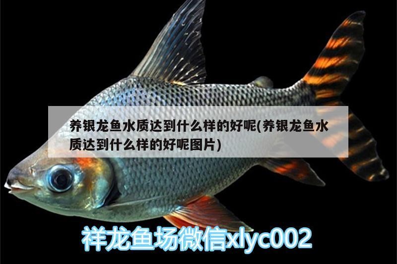養(yǎng)銀龍魚水質(zhì)達(dá)到什么樣的好呢(養(yǎng)銀龍魚水質(zhì)達(dá)到什么樣的好呢圖片)