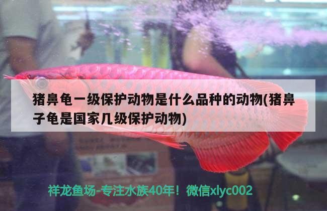 豬鼻龜一級保護動物是什么品種的動物(豬鼻子龜是國家幾級保護動物)